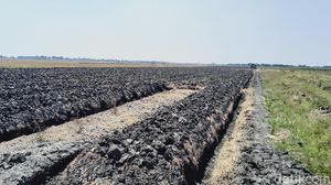 Wisata Hutan Mangrove Baru Favorit Anak Muda Di Demak