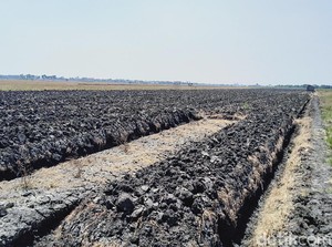 1.725 Ha Lahan Pertanian di Demak Kekeringan Tahun Ini
