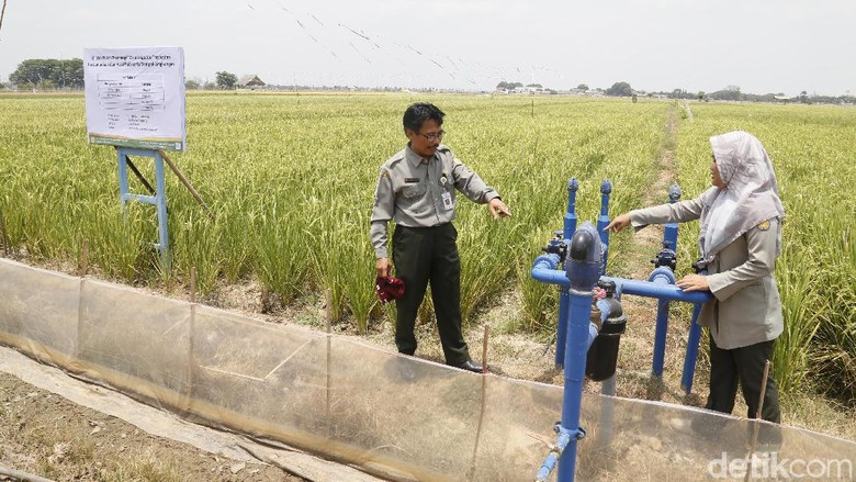 Irigasi Tetas, Solusi Pengairan Sawah Antikekeringan Saat Kemarau Irigasi Tetas, Solusi Pengairan Sawah Antikekeringan Saat Kemarau