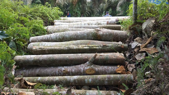 Polres Siak Tangkap 3 Pelaku Pembalakan Liar