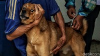 Dokter Hewan melakukan vaksinasi rabies di kawasan Kelurahan Kartini, Jakarta Pusat, Kamis (3/10).