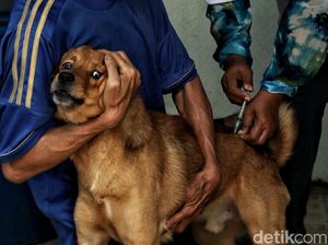 Vaksinasi Rabies Hewan Peliharaan di Jakpus