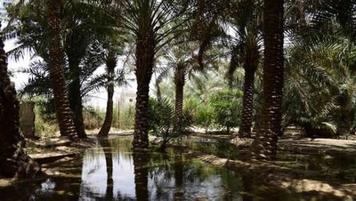 Foto: Oasis Terbesar Dunia di Arab Saudi