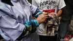 Vaksinasi Rabies Hewan Peliharaan di Jakpus