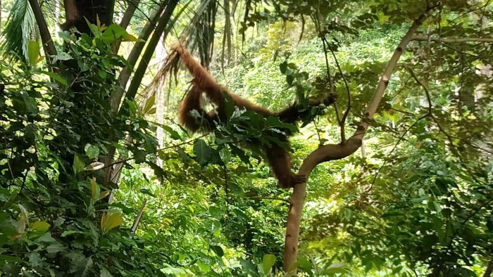 3 Kali Masuk ke Kebun Warga di Aceh, Orang Utan Dievakuasi