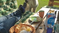 Banyak juga llama yang iseng dan mengerjai pengunjung yang asyik bersantai, setelah sarapan dengan roti, jus, hingga susu. Foto: Istimewa