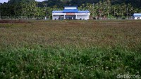Adanya bandara ini membuat masyarakat yang tinggal di Pulau Miangas memiliki alternatif transportasi ke kawasan lain ke Indonesia.