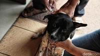 Menurut WHO, 99% kasus rabies pada manusia ditularkan oleh anjing. Di Indonesia 98% kasus rabies ditularkan akibat gigitan anjing dan sisanya adalah akibat gigitan kucing dan kera.Hingga saat ini, DKI Jakarta diketahui sudah bebas dari rabies sejak 2004. Diharapkan dengan adanya pemberian vaksin rabies secara gratis masyarakat mengetahui pentingnya vaksin bagi hewan peliharaannya.
