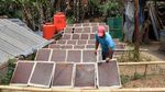 Melihat Pembuatan Kertas dari Pelepah Pisang di Bandung