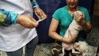 Pemberian vaksin rabies secara gratis ini tidak hanya dilakukan di Jakarta Pusat tapi di wilayah Provinsi DKI Jakarta untuk merayakan Hari Rabies Sedunia pada 28 September lalu.