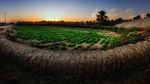 Foto: Oasis Terbesar Dunia di Arab Saudi