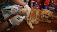 Pemerintah Indonesia mencanangkan Indonesia bebas rabies pada 2020.  Program ini dilakukan mengingat bahwa rabies merupakan salah satu penyakit menular strategis yang menjadi prioritas bagi pemerintah untuk diberantas. Penyebaran penyakit ini sudah meluas di Indonesia serta ancaman bahaya bagi kesehatan hewan dan manusia.