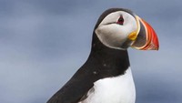 Sebagian besar populasi hewan di Flatey terdiri dari berbagai jenis burung yang bermigrasi. Salah satunya burung Puffin (iStock)