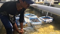 Selain itu, pemberdayaan lain juga dilakukan seperti membiakkan ikan sidat (seperti belut). Hendri atau yang lebih akrab disapa Pren ini sudah lama menekuni peternakan ikan sadit sebagai kesehariannya agar menjaga dirinya tetap stabil. (Frieda Isyana Putri/detikHealth)