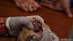 Vaksinasi Rabies Hewan Peliharaan di Jakpus