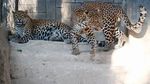 Melihat Macan Tutul Jawa yang Terancam Punah di Kebun Binatang Bandung