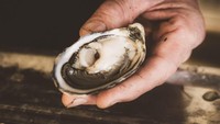 Begini segarnya tiram yang baru saja diambil dari laut. Tiram ini biasanya hanya diberi perasan jeruk lemon, dan langsung dimakan. Foto: Istimewa