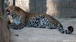 Melihat Macan Tutul Jawa yang Terancam Punah di Kebun Binatang Bandung