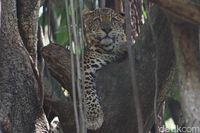 Melihat Pelstarian Macan Tutul Jawa di Kebun Binatang Bandung