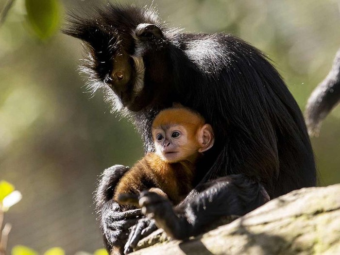 A newly-born male Francois Langur, one of the worlds rarest monkeys, staying close to his mother at the Taronga Zoo in Sydney.
Image Credit: AFP
