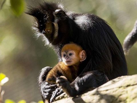 Bayi kera Francois' Langur