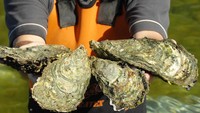 Pengunjung bisa mencicipi berbagai biota laut yang baru saja ditangkap. Paket tur ini dimulai dari harga $22,6 (Rp. 327.700,-) per orangnya. Tersedia juga paket tur termasuk transportasi menuju Coffin Bay. Foto: Istimewa