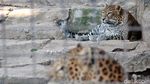 Melihat Macan Tutul Jawa yang Terancam Punah di Kebun Binatang Bandung