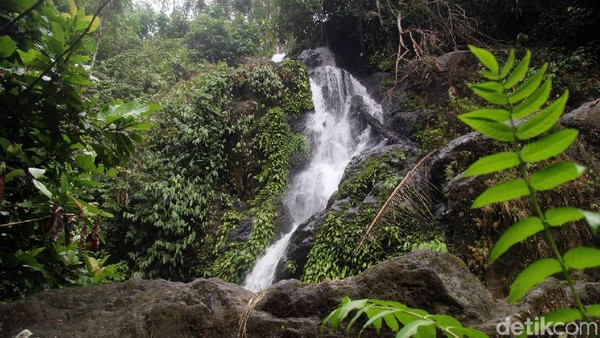 Air Terjun Limbong Miala dan Air Terjun Mangngae belum dikelola oleh pemerintah setempat. Padahal potensinya besar sekali sebagai destinasi wisata. (Abdy Febriady/detikcom) Air Terjun Limbong Miala dan Air Terjun Mangngae belum dikelola oleh pemerintah setempat. Padahal potensinya besar sekali sebagai destinasi wisata. (Abdy Febriady/detikcom)