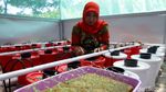 Budidaya Tanaman Hidroponik Jadi Andalan Ibu-ibu di Makassar