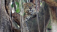 Saat ini terdapat tiga ekor macan tutul Jawa di Kebun Binatang Bandung yaitu dua jantan dan satu betina.