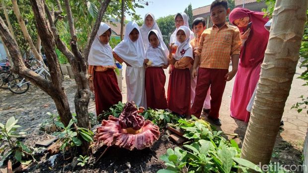 Tanaman Mirip Bunga Bangkai Tumbuh di SD Bekasi, Keluarkan Bau Tak Sedap