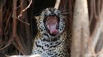Melihat Macan Tutul Jawa yang Terancam Punah di Kebun Binatang Bandung