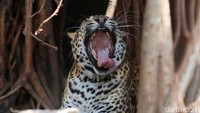 Macan jantan bernama Sugih berumur 16-17 tahun dan Beuti berumur 14-15.