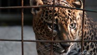 Kesulitan mereproduksi macan tutul jawa umumnya dalam hal pemasangan. Sebab, tidak semua macan tutul jawa bisa berpasangan.