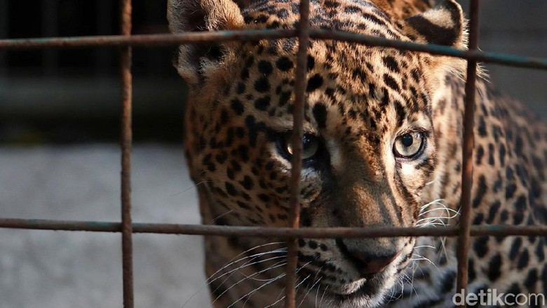 Melihat Pelestarian Macan Tutul Jawa di Kebun Binatang Bandung Kebun Binatang Bandung berupaya melestarikan populasi macan tutul Jawa. Saat ini kebun binatang tersebut telah memiliki tiga ekor macan tutul Jawa.