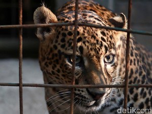 Satwa Liar Lebih Baik Mati di Alam daripada di Tangan Manusia