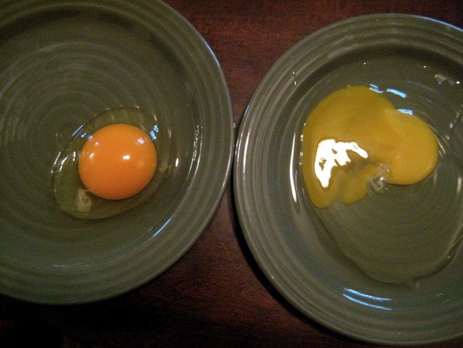 Cek Kesegaran Telur Ayam dengan 5 Cara Praktis Ini