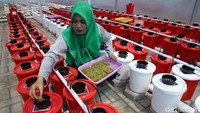 Pertamina melalui Marketing Operation Region (MOR) VII Wilayah Sulawesi, terus mengembangkan budidaya hidroponik secara berkelanjutan untuk meningkatkan kesejahteraan ibu-ibu di Makassar, Sulawesi Selatan.