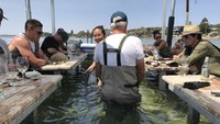 Jika air laut sedang naik, tinggi air laut akan menyamai meja kayu Anda. Jadi sambil berendam, sambil menikmati tiram. Foto: Istimewa