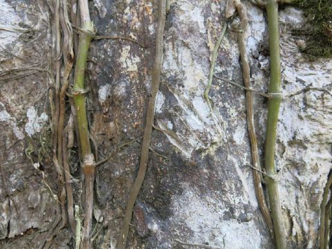 Dari bekas cakaran, diduga yang muncul beruang madu dewasa 