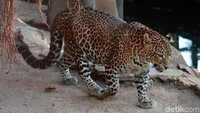 Inilah kandang konservasi macan tutul Jawa di Kebun Binatang Bandung, Jalan Tamansari, Kota Bandung.