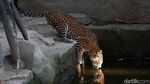 Melihat Macan Tutul Jawa yang Terancam Punah di Kebun Binatang Bandung
