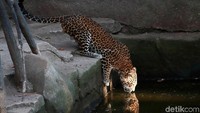 Seekor macan tutul Jawa sedang minum di sebuah kolam yang berada di dalam kandang.