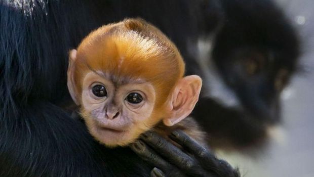 The male Francois' Langur with its distinctive orange fur was born at Sydney's Taronga zoo last week and has not yet been named.PHOTO: AFP