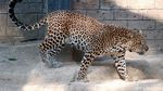 Melihat Macan Tutul Jawa yang Terancam Punah di Kebun Binatang Bandung