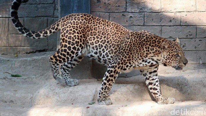 Kebun Binatang Bandung berupaya melestarikan populasi macan tutul Jawa. Saat ini kebun binatang tersebut telah memiliki tiga ekor macan tutul Jawa.