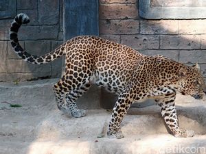 Diduga Ada Macan Tutul, Kamera Trap Dipasang di Pegunungan Lasem Rembang