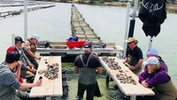 Konsep tur ini memang memadukan antara pengalaman makan di tengah laut, sambil mengambil langsung tiram dari dalam air. Foto: Istimewa