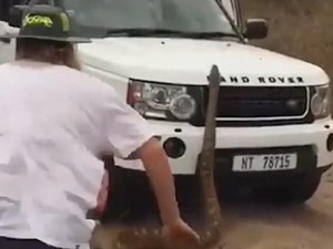 Lagi Safari, Turis Dikejar Ular Piton Sepanjang 5 Meter