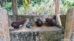 Foto: Tempat Keramat di Pulau Menangis